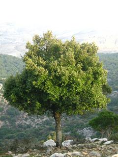 بلوط همیشه سبز